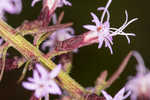 Slender blazing star